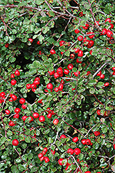 Cranberry Cotoneaster (Cotoneaster apiculatus) at The Mustard Seed
