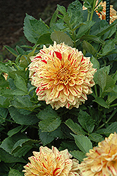Gloriosa Dahlia (Dahlia 'Gloriosa') at A Very Successful Garden Center