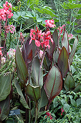 Hope Canna (Canna 'Hope') at A Very Successful Garden Center