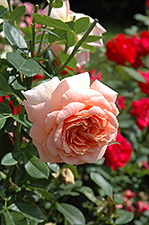 Dakota's Song Rose (Rosa 'Dakota's Song') at Stonegate Gardens
