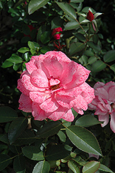 Malaguena Rose (Rosa 'Malaguena') at A Very Successful Garden Center