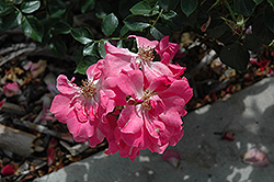 Beach Blanket Pink Groundcover Rose (Rosa 'JACdarpi') at A Very Successful Garden Center