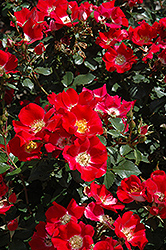 Carefree Spirit Rose (Rosa 'Carefree Spirit') at Lakeshore Garden Centres