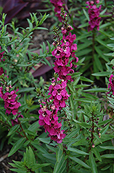 Serenita Raspberry Angelonia (Angelonia angustifolia 'PAS777797') at A Very Successful Garden Center