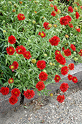 Red Plume Blanket Flower (Gaillardia pulchella 'Red Plume') at A Very Successful Garden Center