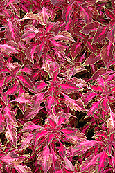 Chaotic Rose Coleus (Solenostemon scutellarioides 'Chaotic Rose') at A Very Successful Garden Center