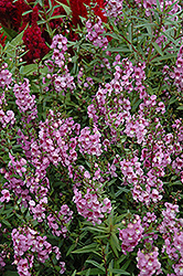 Serena Lavender Pink Angelonia (Angelonia angustifolia 'Serena Lavender Pink') at A Very Successful Garden Center
