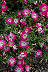 Picobella Rose Morn Petunia (Petunia 'Picobella Rose Morn') at A Very Successful Garden Center