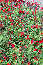 Mesa Scarlet Sage (Salvia 'Mesa Scarlet') at A Very Successful Garden Center