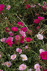 Happy Trails Fuchsia Portulaca (Portulaca grandiflora 'Happy Trails Fuchsia') at A Very Successful Garden Center