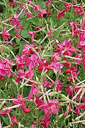 Nicki Pink Flowering Tobacco (Nicotiana 'Nicki Pink') at A Very Successful Garden Center