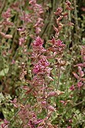 Marble Arch Rose Sage (Salvia viridis 'Marble Arch Rose') at Lakeshore Garden Centres