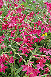 Nicki Red Flowering Tobacco (Nicotiana 'Nicki Red') at A Very Successful Garden Center