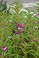 Garden Balsam (Impatiens balsamina) at A Very Successful Garden Center
