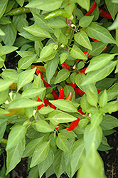 Rooster Spur Pepper (Capsicum annuum 'Rooster Spur') at A Very Successful Garden Center