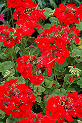Pinto Premium Deep Red Geranium (Pelargonium 'Pinto Premium Deep Red') at A Very Successful Garden Center