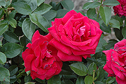 Lasting Love Rose (Rosa 'Lasting Love') at Lakeshore Garden Centres