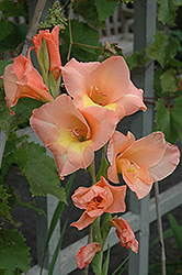 Peach Melba Gladiola (Gladiolus 'Peach Melba') at A Very Successful Garden Center