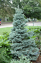 Sester Dwarf Blue Spruce (Picea pungens 'Sester Dwarf') at The Mustard Seed