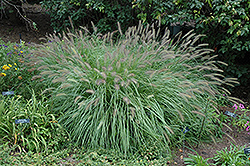 Fountain Grass (Pennisetum alopecuroides) at A Very Successful Garden Center