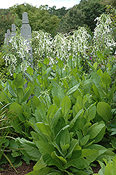 Woodland Tobacco (Nicotiana sylvestris) at A Very Successful Garden Center