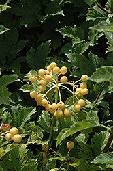 Yellow-Fruited European Cranberry (Viburnum opulus 'Xanthocarpum') at Stonegate Gardens