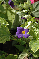 Blue Glory Thunbergia (Thunbergia battiscombei 'Blue Glory') at A Very Successful Garden Center