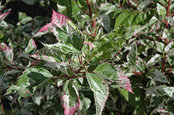 Tricolor Variegated Hibiscus (Hibiscus rosa-sinensis 'Tricolor') at A Very Successful Garden Center