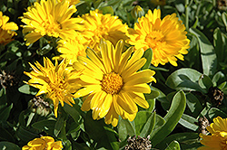 Bon Bon Yellow Pot Marigold (Calendula officinalis 'Bon Bon Yellow') at Lakeshore Garden Centres