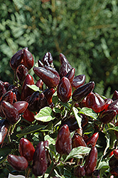 Purple Jalapeno Pepper (Capsicum annuum 'Purple Jalapeno') at A Very Successful Garden Center