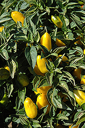 Salsa Yellow Ornamental Pepper (Capsicum annuum 'Salsa Yellow') at A Very Successful Garden Center