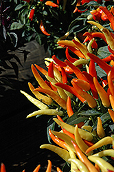 Sweet Pepper (Capsicum annuum) at A Very Successful Garden Center