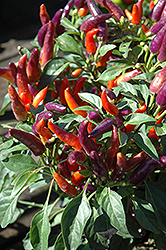 NuMex Twilight Ornamental Pepper (Capsicum annuum 'NuMex Twilight') at A Very Successful Garden Center