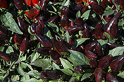 Peruvian Purple Ornamental Pepper (Capsicum annuum 'Peruvian Purple') at A Very Successful Garden Center