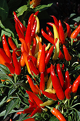 Chilly Chili Ornamental Pepper (Capsicum annuum 'Chilly Chili') at A Very Successful Garden Center