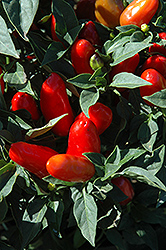 Prairie Fire Ornamental Pepper (Capsicum annuum 'Prairie Fire') at A Very Successful Garden Center