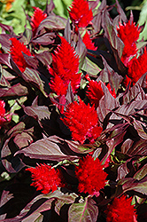 Smart Look Red Celosia (Celosia 'Smart Look Red') at Lakeshore Garden Centres