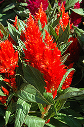 Glow Red Celosia (Celosia 'Glow Red') at A Very Successful Garden Center