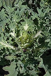Snow Prince Kale (Brassica oleracea var. acephala 'Snow Prince') at A Very Successful Garden Center