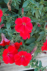 Surfinia Red Petunia (Petunia 'Surfinia Red') at Lakeshore Garden Centres
