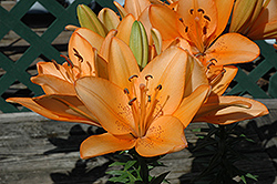 Orange Tycoon Lily (Lilium 'Orange Tycoon') at A Very Successful Garden Center
