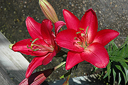 Koures Lily (Lilium 'Koures') at A Very Successful Garden Center