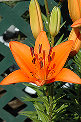 Tresor Lily (Lilium 'Tresor') at Stonegate Gardens