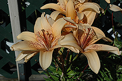 4 You Lily (Lilium '4 You') at A Very Successful Garden Center