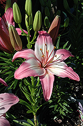 Ay Caramba Lily (Lilium 'Ay Caramba') at A Very Successful Garden Center