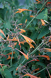 Coronado Hyssop (Agastache aurantiaca 'Coronado') at Stonegate Gardens