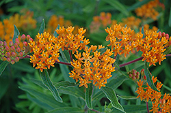 Gay Butterflies Butterfly Weed (Asclepias tuberosa 'Gay Butterflies') at Lakeshore Garden Centres