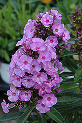 Pixie Miracle Grace Garden Phlox (Phlox paniculata 'Pixie Miracle Grace') at A Very Successful Garden Center
