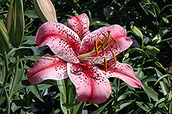 Tiger Edition Lily (Lilium 'Tiger Edition') at A Very Successful Garden Center