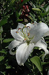Sapporo Lily (Lilium 'Sapporo') at Stonegate Gardens